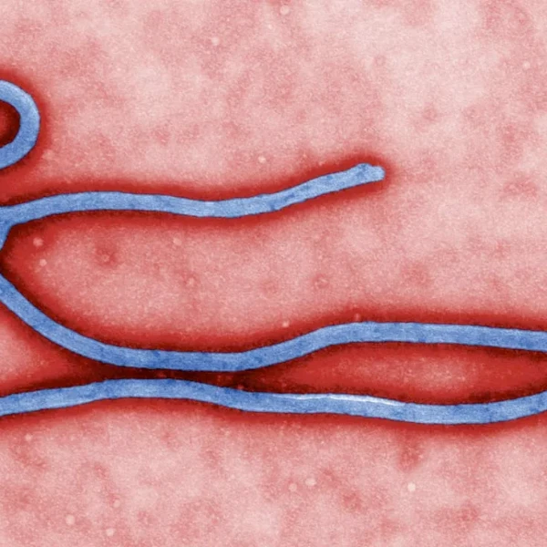 Which countries will report an Ebola case in 2026?