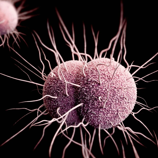 How many gonorrhea cases will be reported in the United States in 2026?