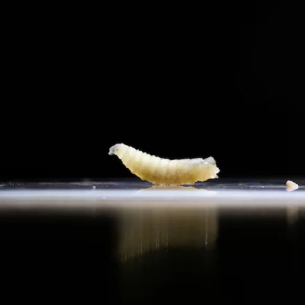 How many screwworm cases will be reported in the United States in 2026?